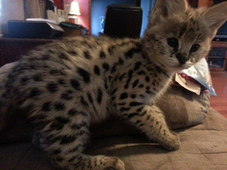 Serval and Savannah Registered Caracal Kittens